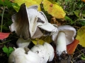 Esplosione (G. Serrecchia)